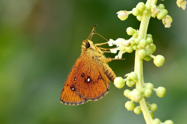 Iambrix salsala salsala