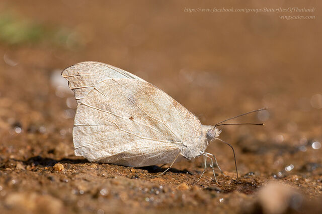 Appias lalassis lalassis