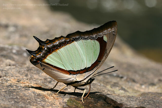 Polyura jalysus jalysus