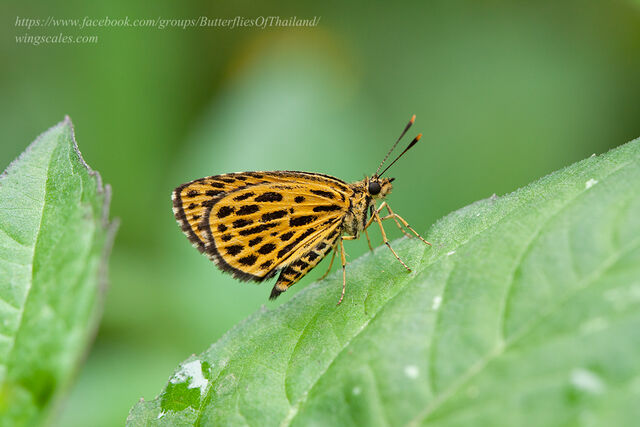 Ampittia subvittatus subvittatus