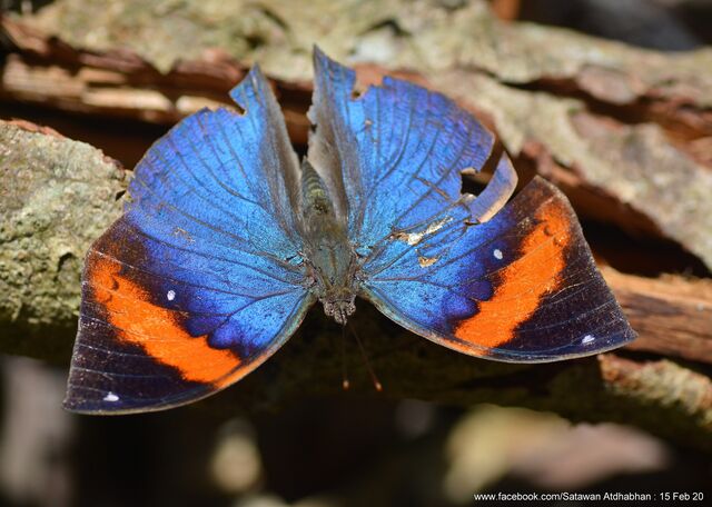 Kallima limborgii amplirufa