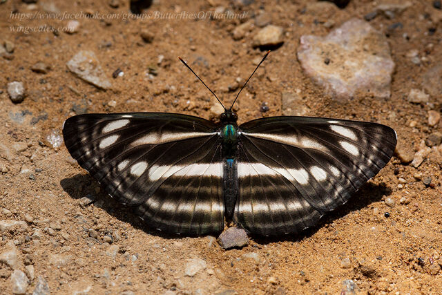 Neptis cartica burmana