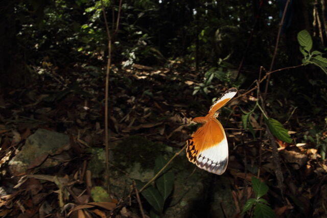 Stichophthalma mathilda siamensis