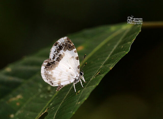 Taraka mahanetra mahanetra