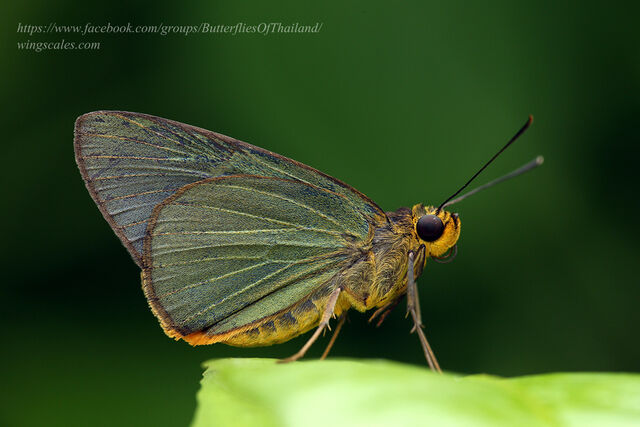 Pirdana distanti distanti