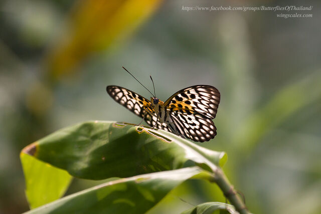 Neurosigma siva nonius