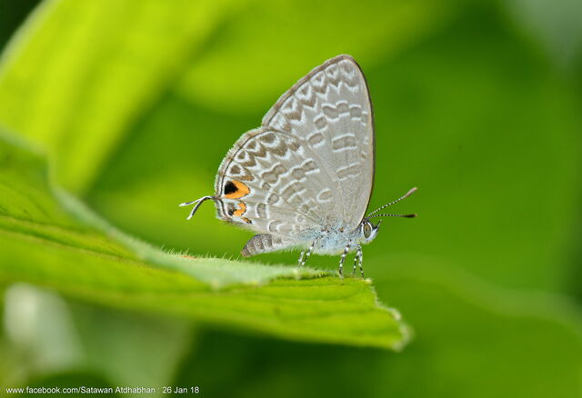 Catopyrops ancyra aberrans