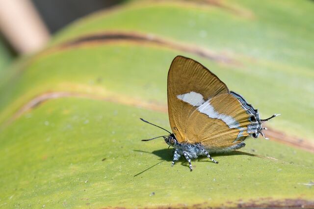 Horaga syrinx moulmeina