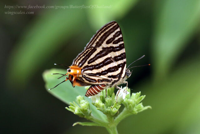 Spindasis lohita himalayanus