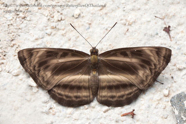 Neptis harita harita