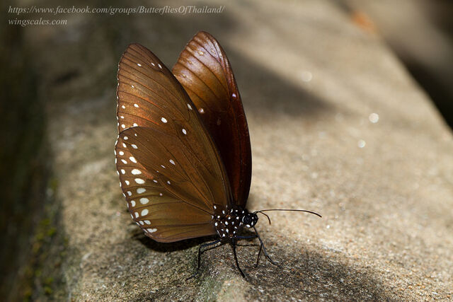 Euploea core godartii