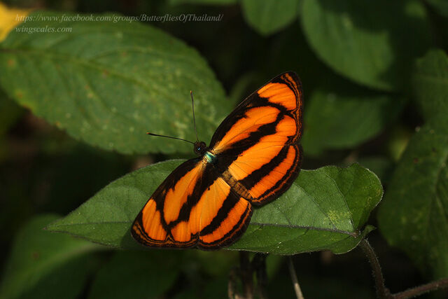 Pantoporia paraka paraka