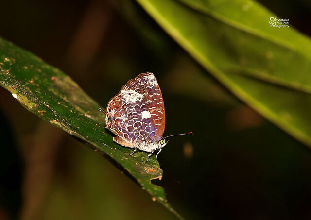 Arhopala ammonides ammonides