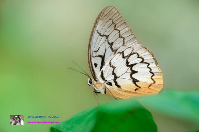 Melanocyma faunula kimurai