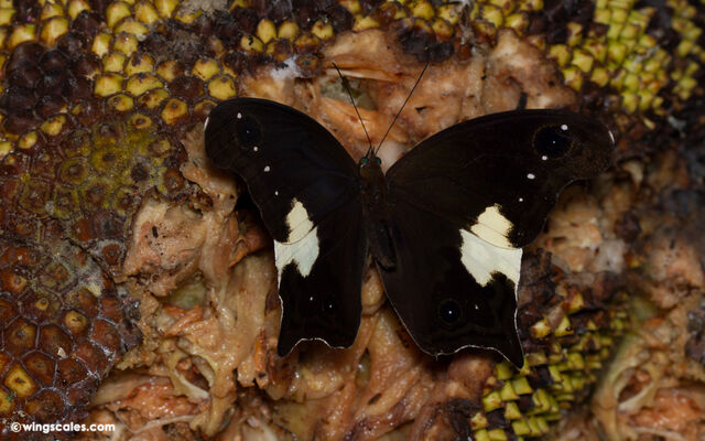 Neorina lowii neophyta