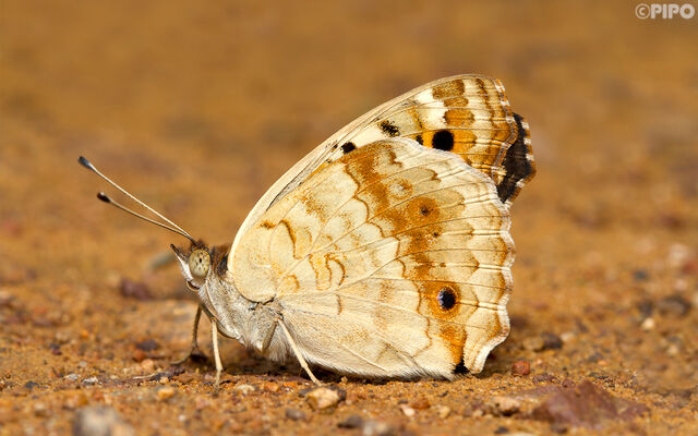 Junonia orithya ocyale