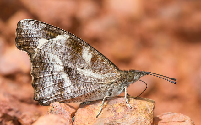 Libythea narina rohini