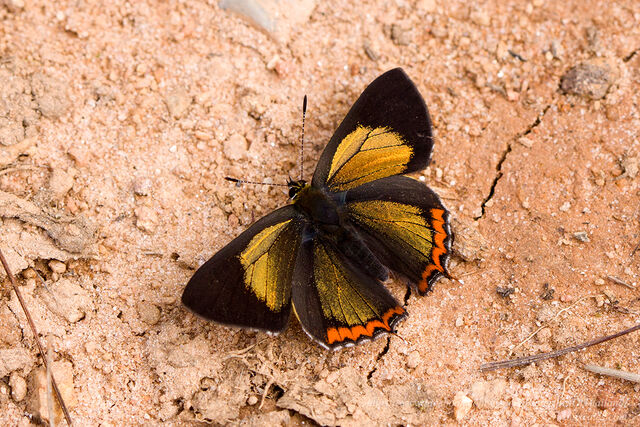 Heliophorus brahma mogoka