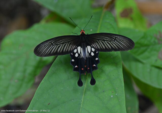 Losaria doubledayi doubledayi