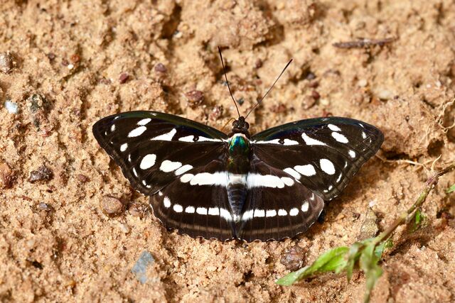 Tacola larymna siamensis