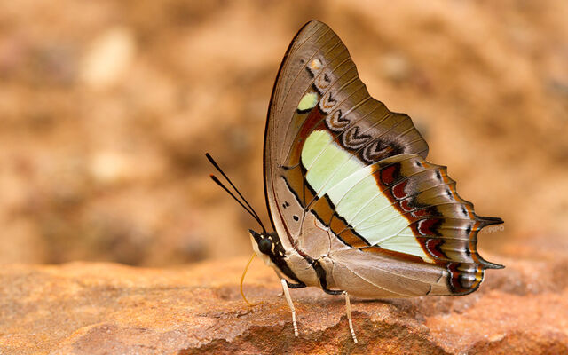 Polyura athamas athamas