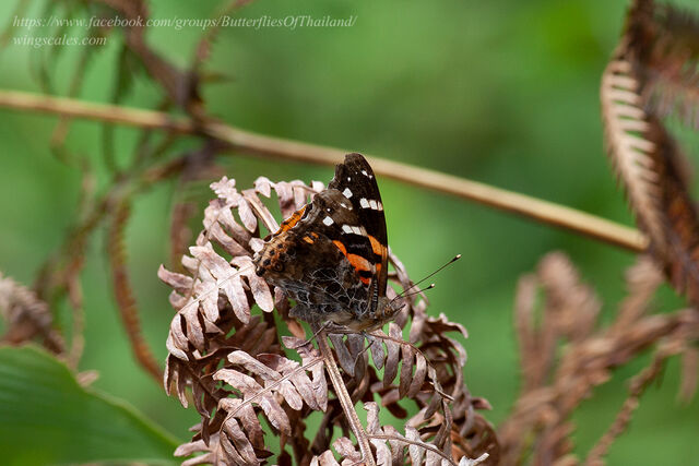 Vanessa indica indica
