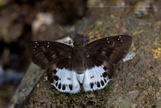 Tagiades menaka menaka