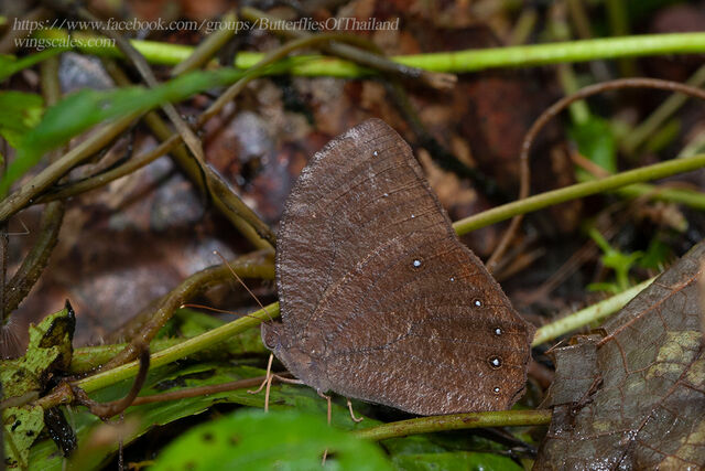 Melanitis phedima ganapati