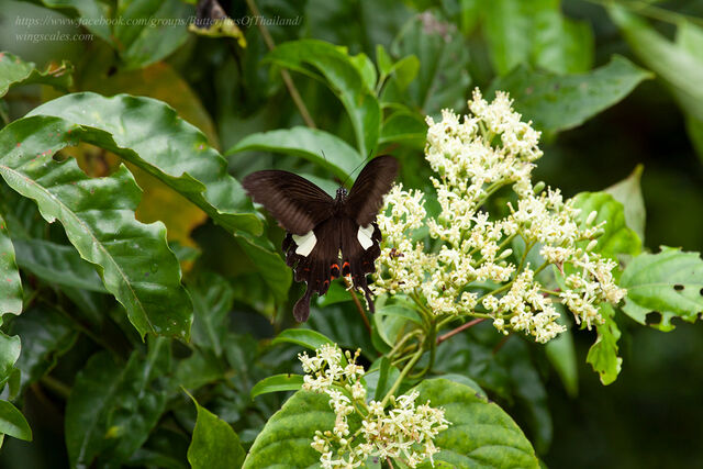 Papilio helenus helenus