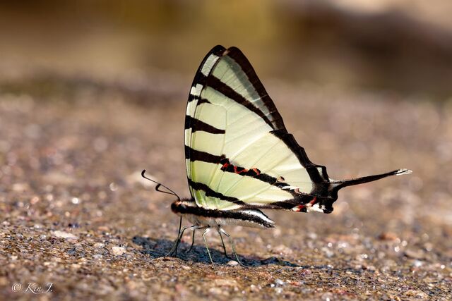 Graphium agetes agetes