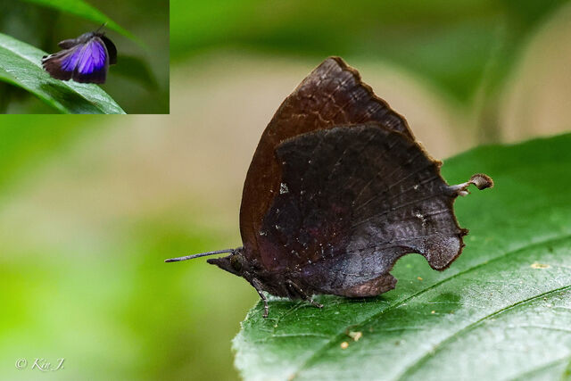 Mahathala ameria ameria