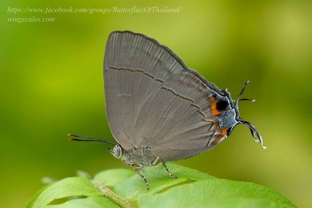 Creon cleobis cleobis