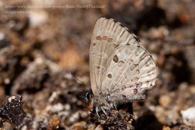 Orthomiella fukienensis diversa