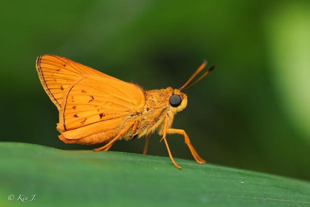 Cephrenes acalle oceanica
