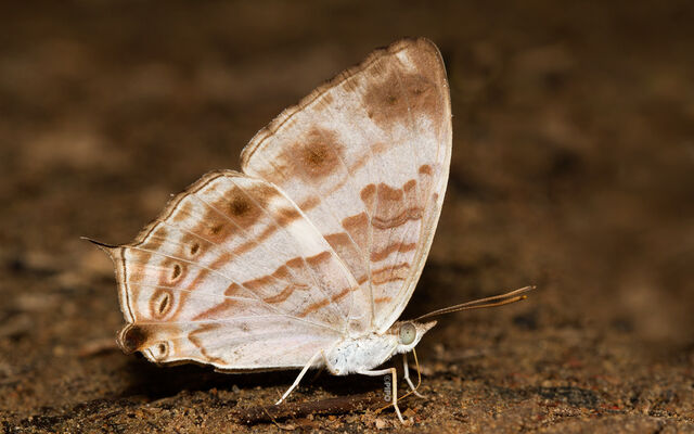 Cyrestis cocles cocles