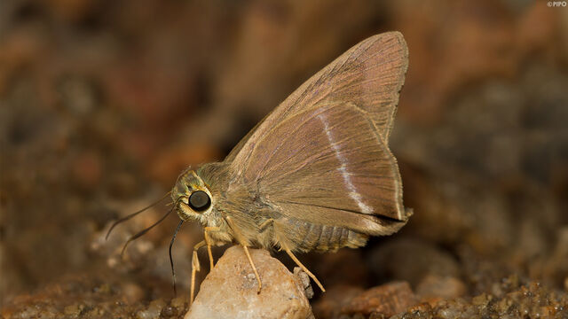 Hasora chromus chromus