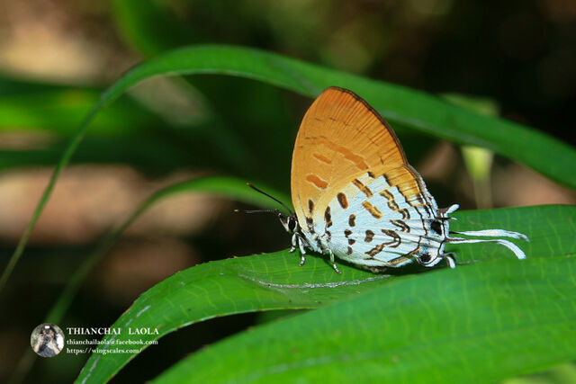 Drupadia ravindra boisduvalii