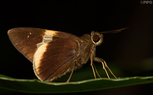 Lotongus calathus balta