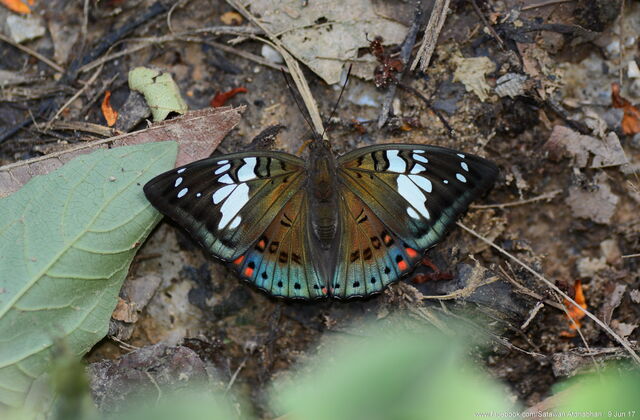 Euthalia lubentina chersonesia