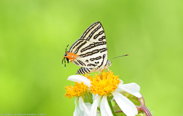 Spindasis syama terana