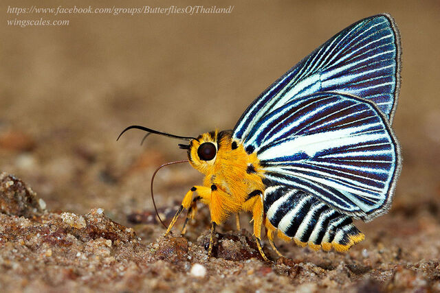 Burara gomata gomata