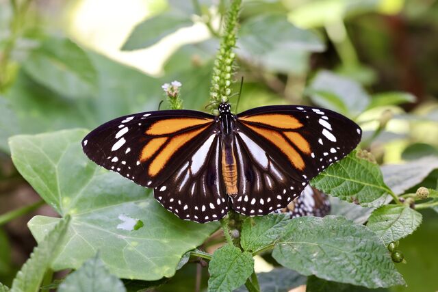 Danaus melanippus hegesippus