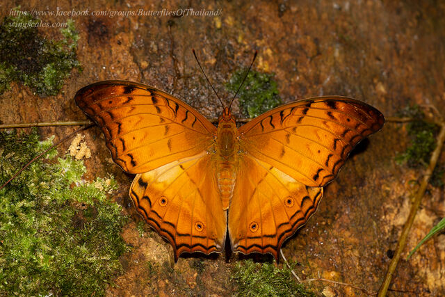 Vindula erota chersonesia
