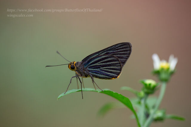 Pirdana hyela rudolphii