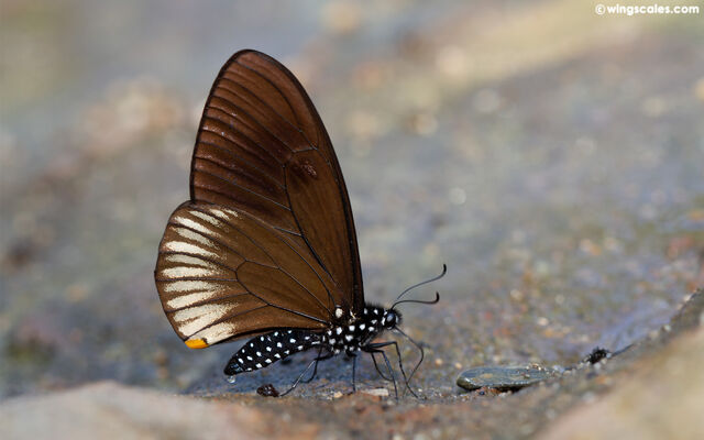 Papilio slateri marginata