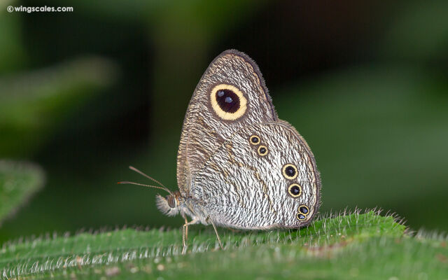 Ypthima baldus newboldi