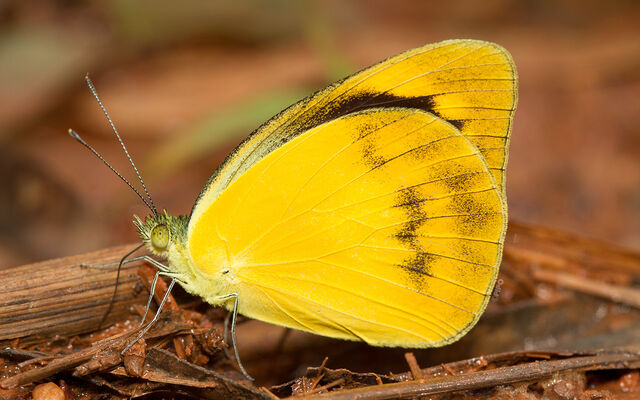 Appias paulina adamsoni