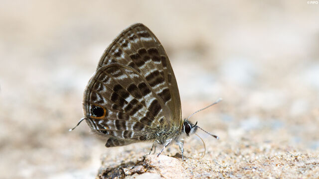 Prosotas aluta coelestis