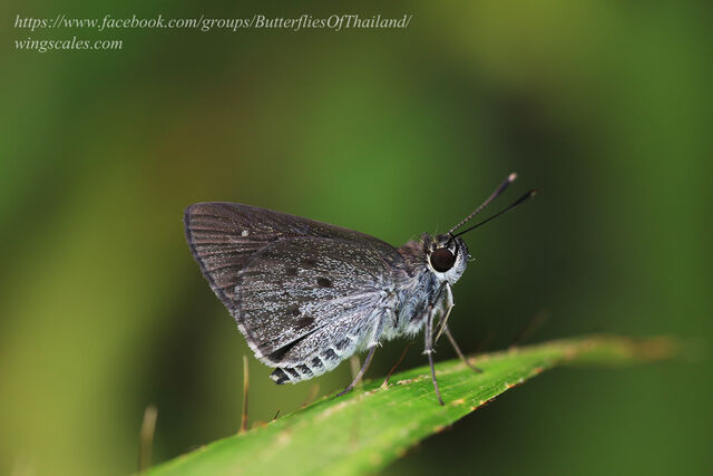 Suastus minutus aditia