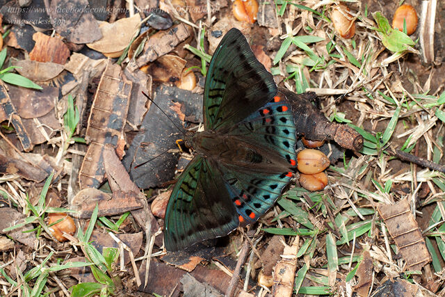 Euthalia djata siamica